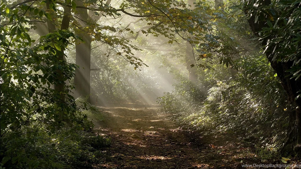 1920x1080 Forest Sunbeams Wallpapers