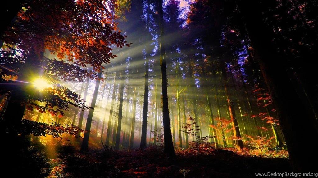 1920x1080 Sunset In The Forest Desktop PC And Mac Wallpapers