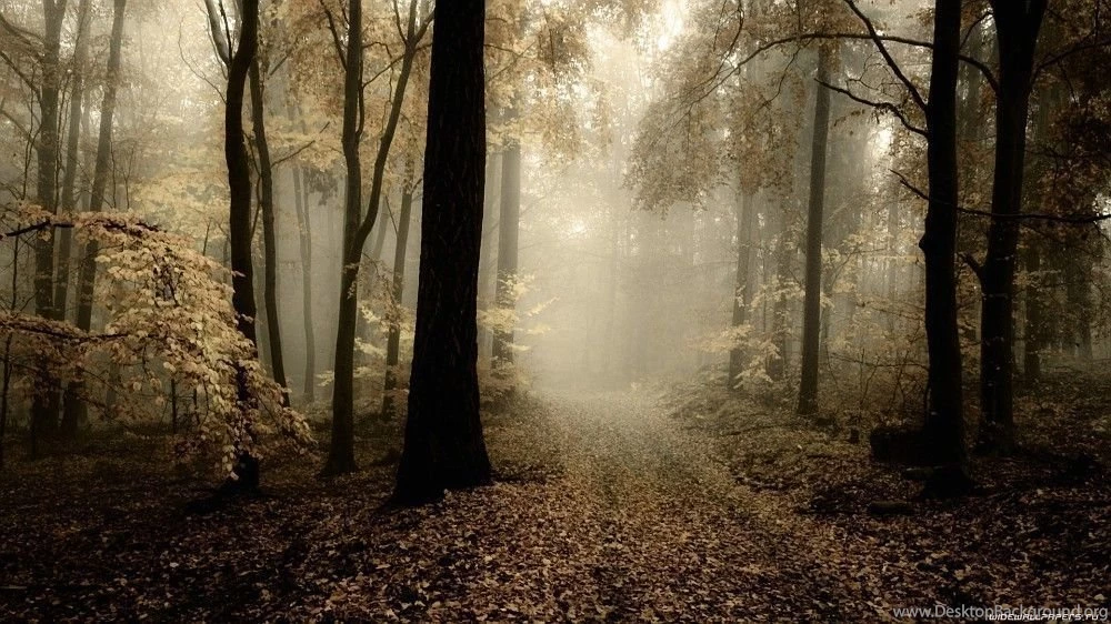 Photo: Forest wallpaper 1920x1080 090