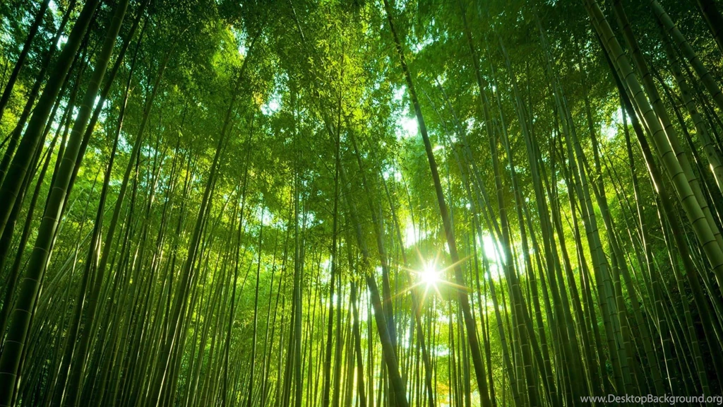 Bamboo Forest 1920x1080 Wallpapers, 1920x1080 Wallpapers ...