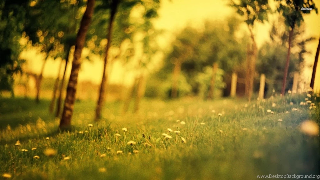 Dandelions In The Forest Wallpapers Nature Wallpapers