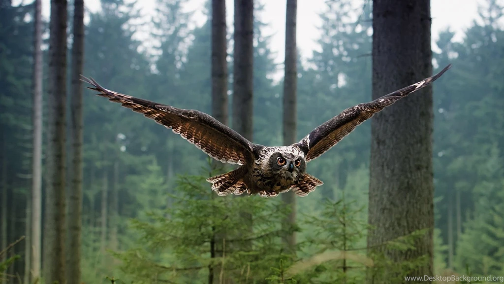 1920x1080 Owl Flying Forest Wallpapers