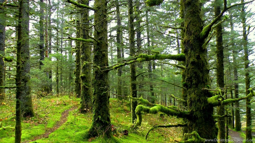 1920x1080 Mossy Forest Desktop PC And Mac Wallpapers