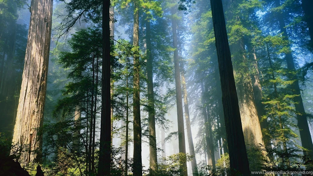 Fresh Forest Wallpapers