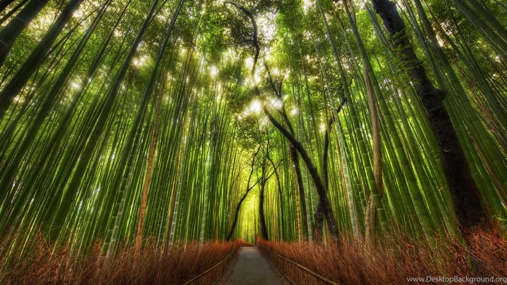 Green Forest HD Wallpapers