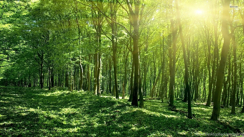 Sunshine In The Forest Wallpapers Nature Wallpapers