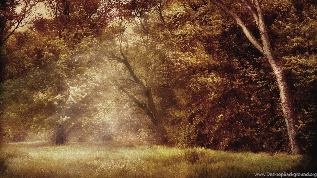 Download 1920x1080 Enchanted Forest Wallpapers