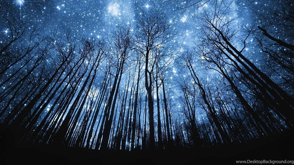 Starry Night In Forest HD Wallpapers