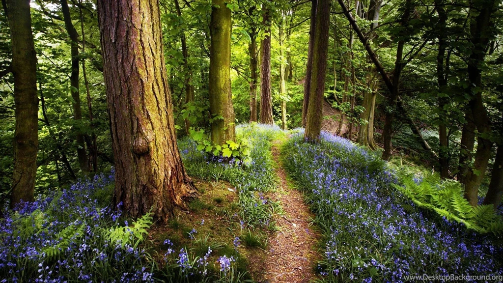 Spring Forest S Wallpapers