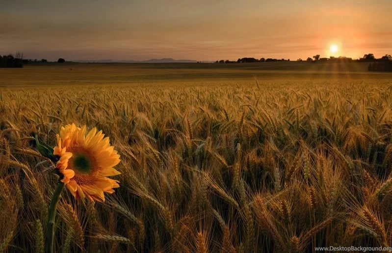 Nature Backgrounds Pictures, Images & Photos