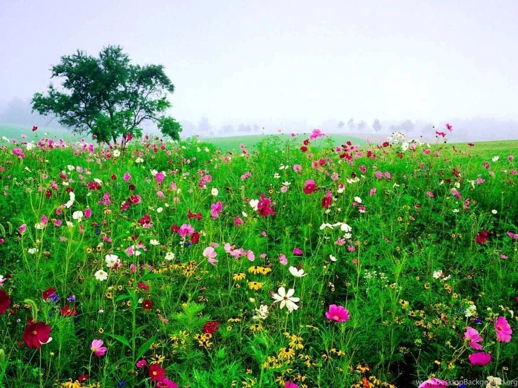 Free Desktop Backgrounds Nature Flowers In The Field Your Top HD ...