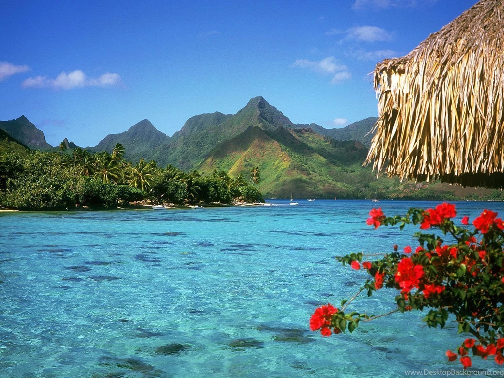 Summer Flowers Wallpapers Desktop Backgrounds