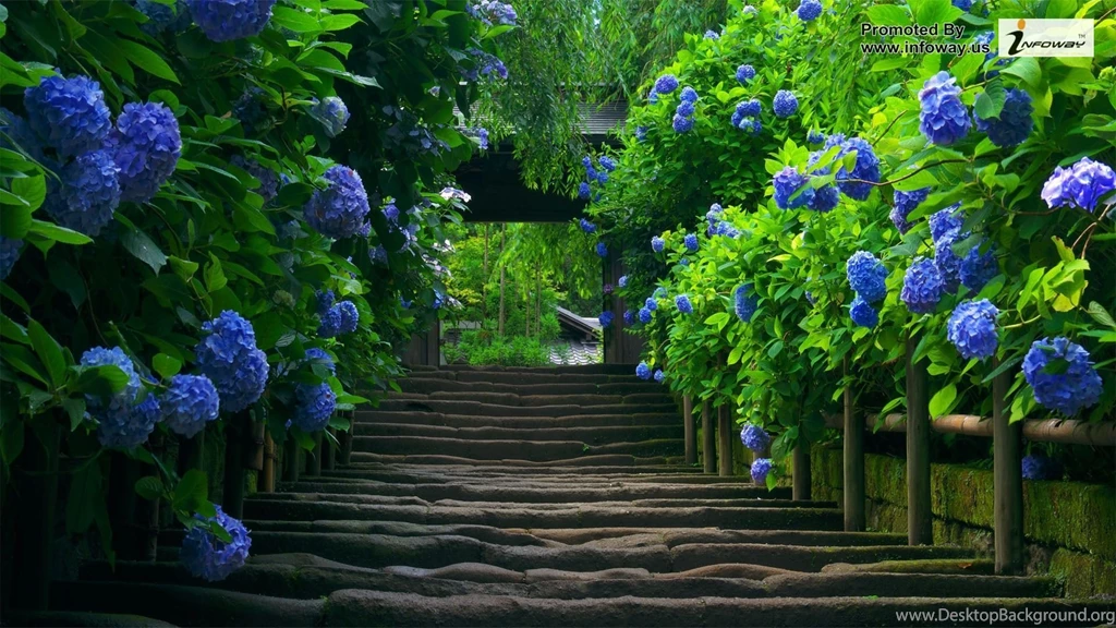 Full Hd Nature Wallpapers   Wallpaper.