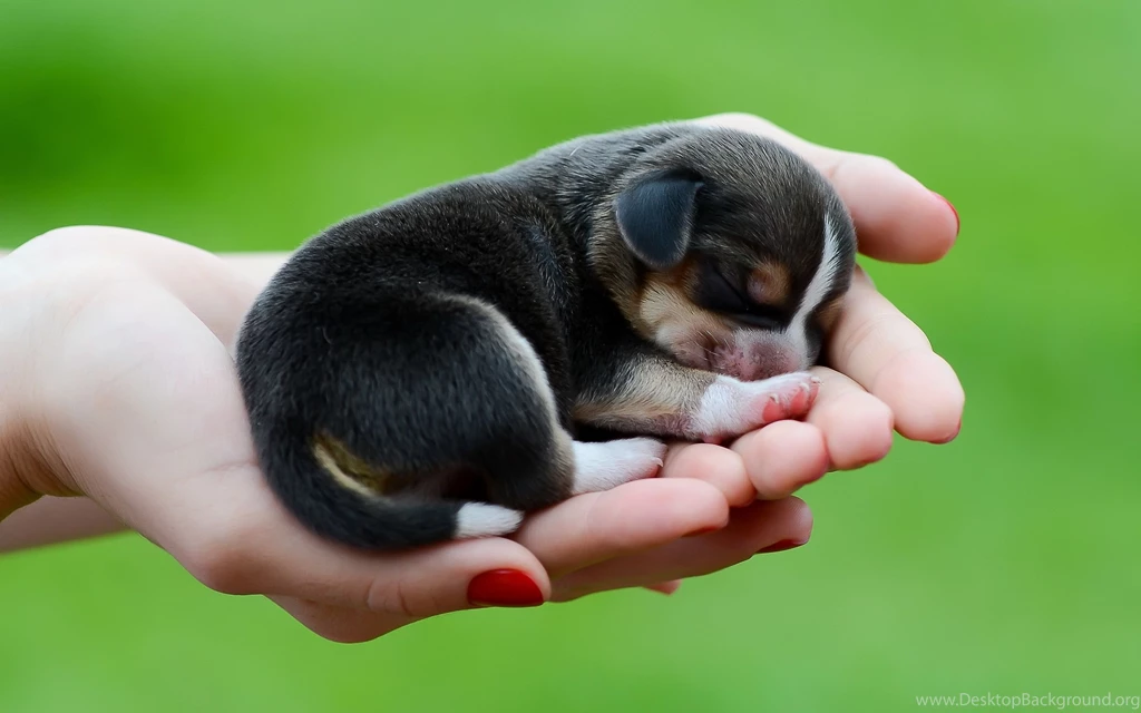 2880x1800 Beagle Dog Puppy Wallpapers