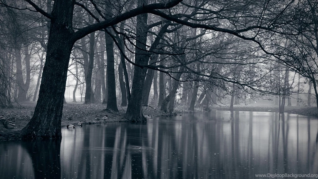 Dark Forest HD Wallpapers, Dark Forest Backgrounds