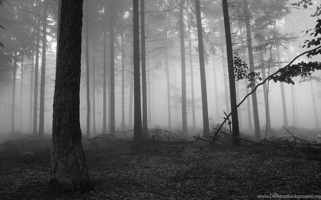 Download Dark Forest Backgrounds Wide Wallpapers