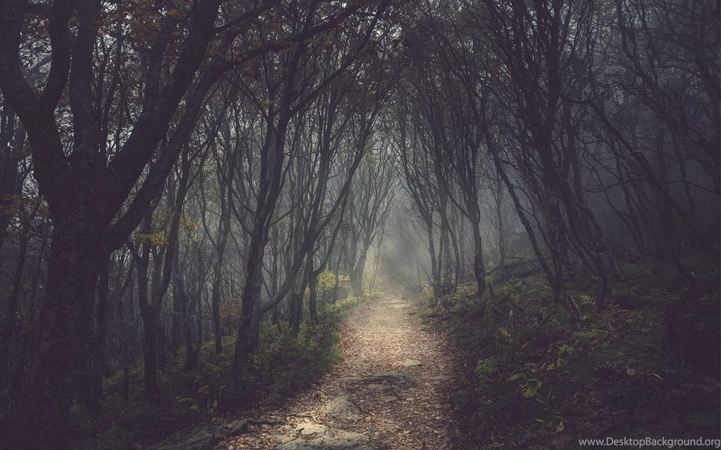 Forest Path Pictures