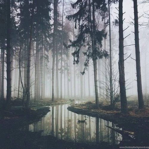 Forest Image