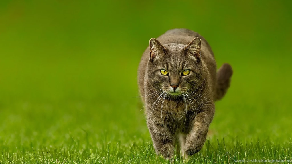 Download Wallpapers 1920x1080 Cat, Spring, Lawn, Green, Nature Full ...