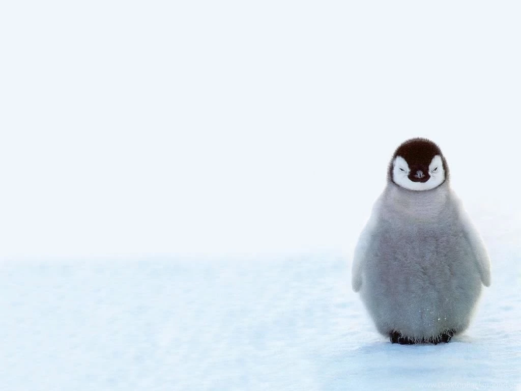 Penguin Wallpaper Backgrounds Download Desktop • IPhones Wallpapers