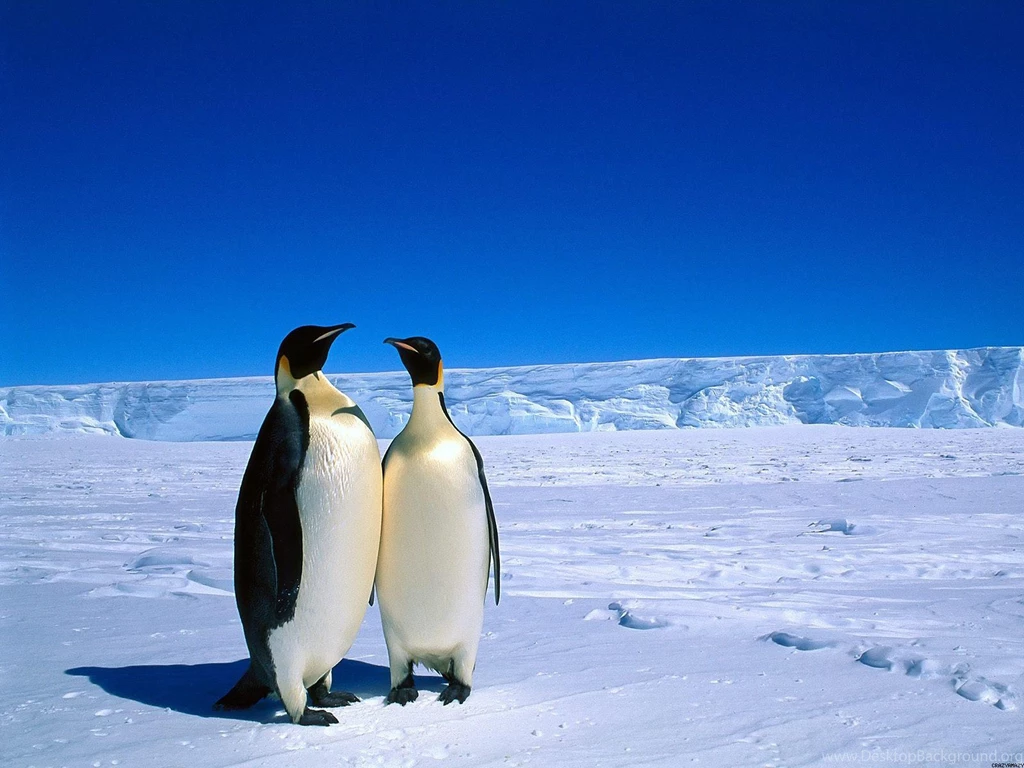 Fairy Penguin Desktop Backgrounds HD 4032x3024