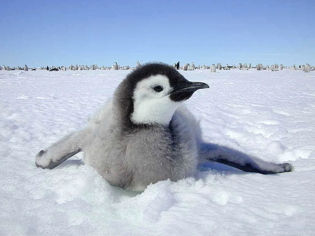 Penguin Wallpaper Backgrounds Download Desktop • IPhones Wallpapers