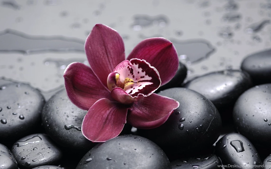 Orchid Computer Wallpapers, Desktop Backgrounds