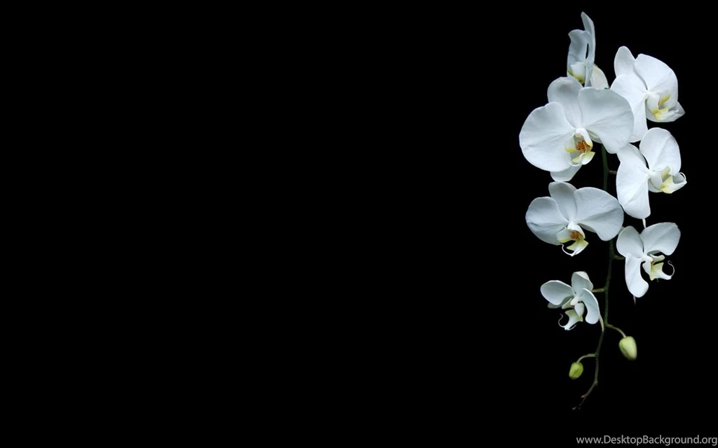 Orchid Wallpapers HD Download