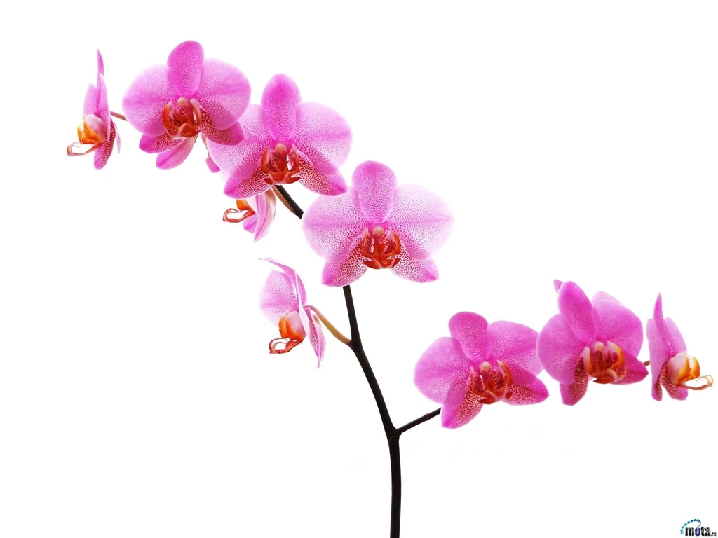 Download Wallpapers Orchid On White Backgrounds (1920 X 1440 ...