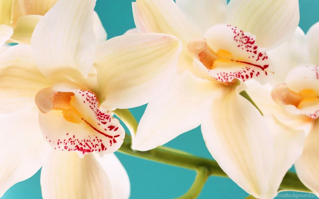 White Orchids Flowers Desktop