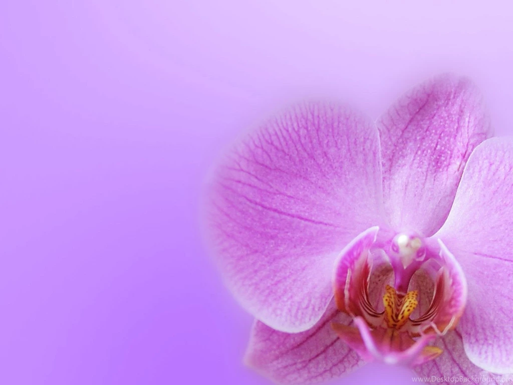 Computer Desktop Backgrounds