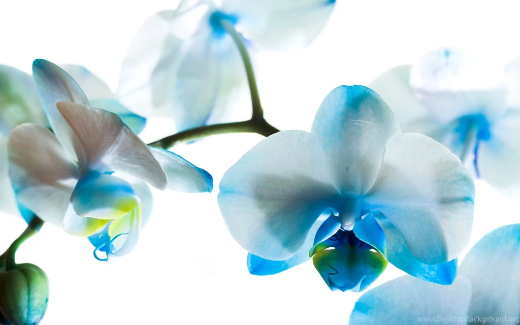 Orchid Computer Wallpapers, Desktop Backgrounds
