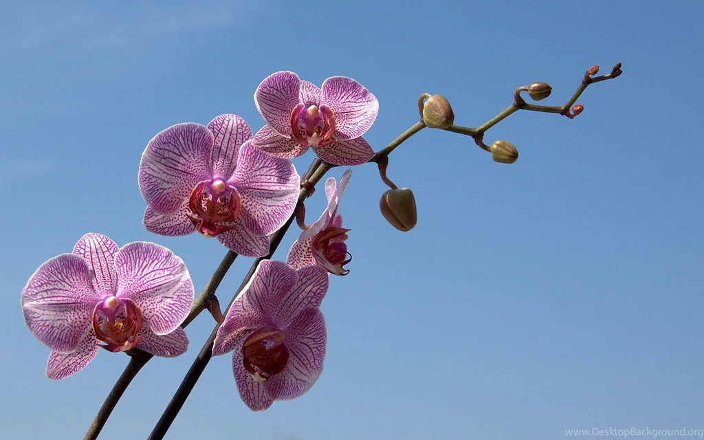 Orchid Wallpapers 8053