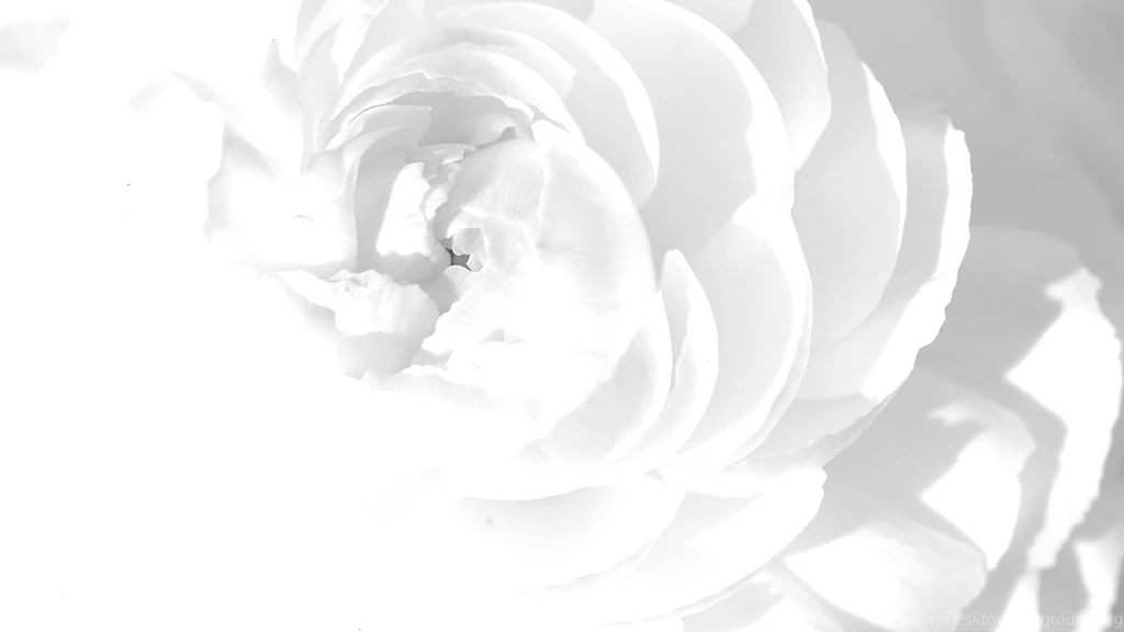 Download Wallpapers 2560x1440 White Rose, Petals, Flower, Bright ...