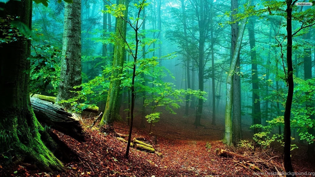 Forest Hd Wallpapers 2 25839 For Desktop Wallpapers