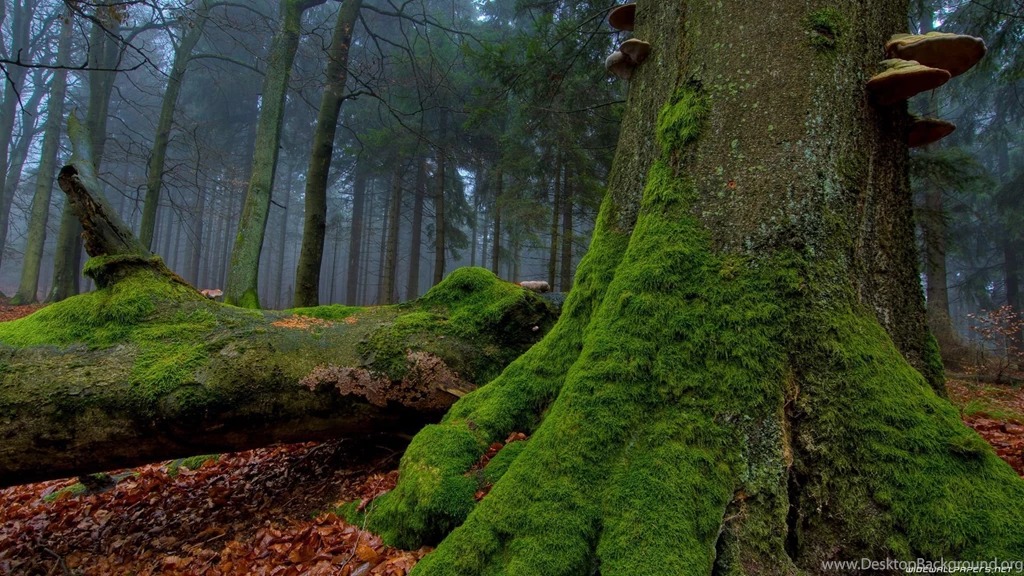 Hd Wallpapers Forest 215213