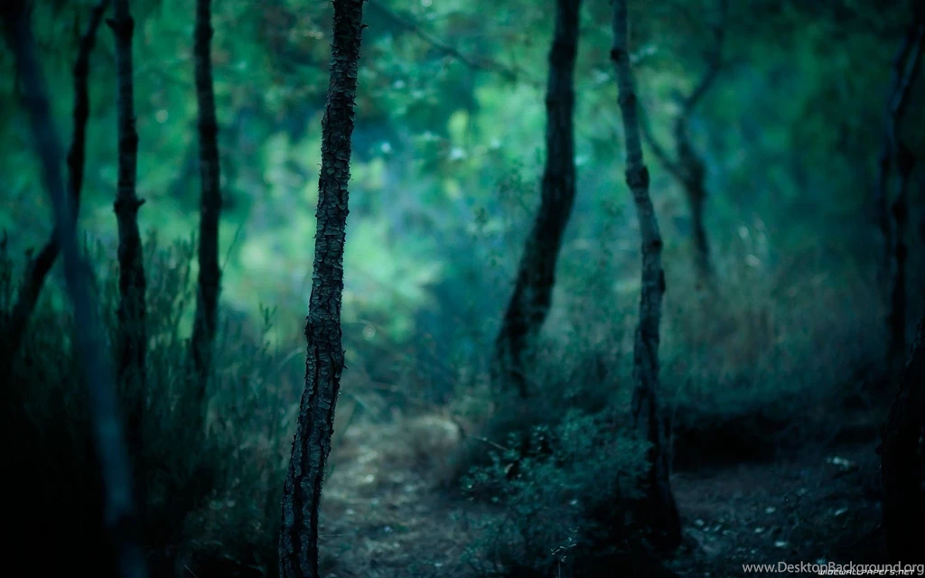 Dangerous Forest HD Wallpapers For Desktop Zibrato