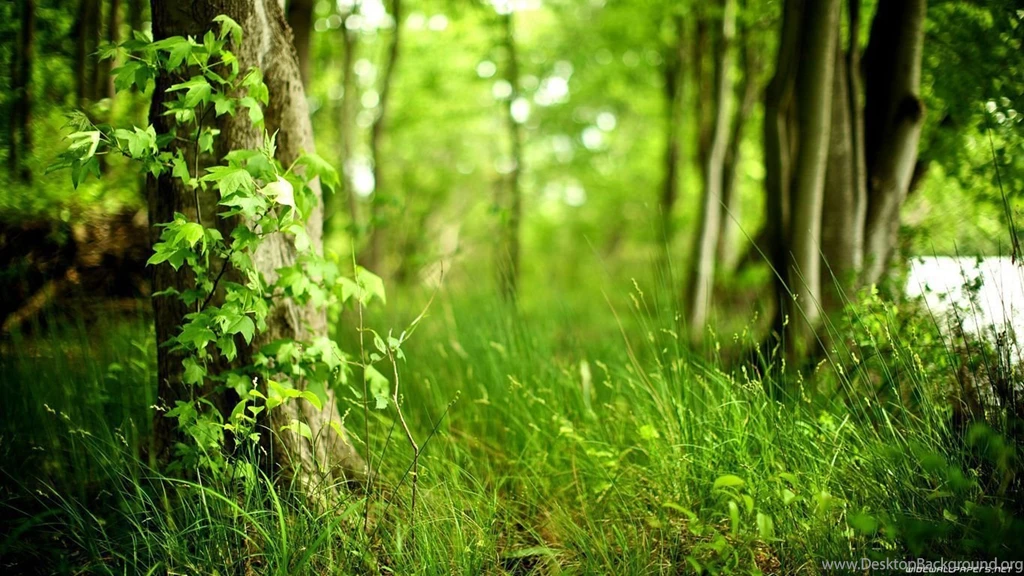 Forest Wallpapers 1920×1080 001 Forest Wallpapers