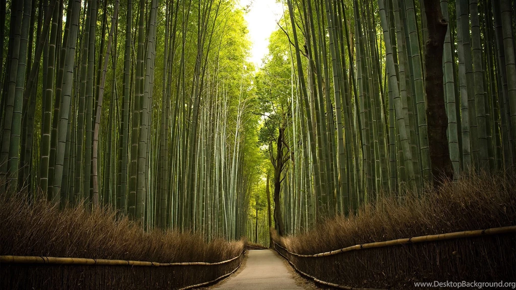 Bamboo Forest HD Wallpapers