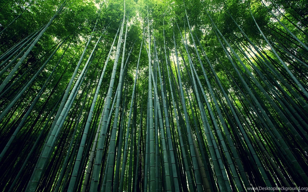 Bamboo Forest Wallpapers