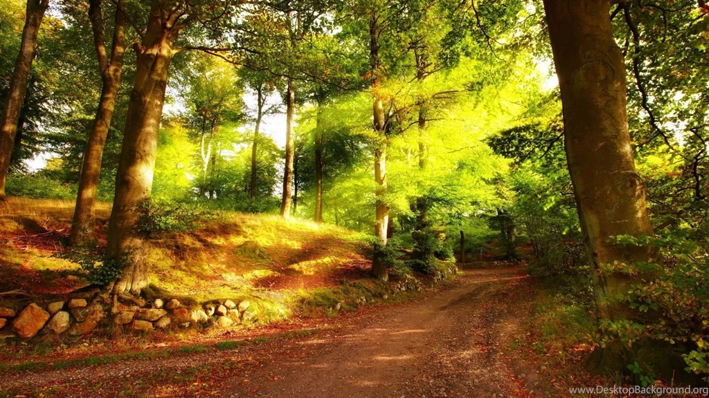 1920x1080 Summer Forest Road Wallpapers