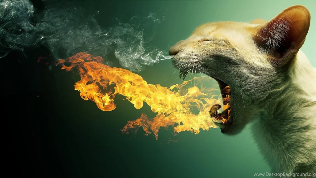 Funny Free Desktop Wallpapers
