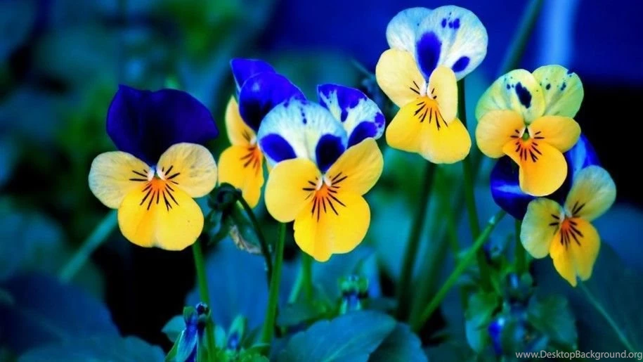 High Definition Wallpapers Laptop Wallpapers Desktop Gallery ...