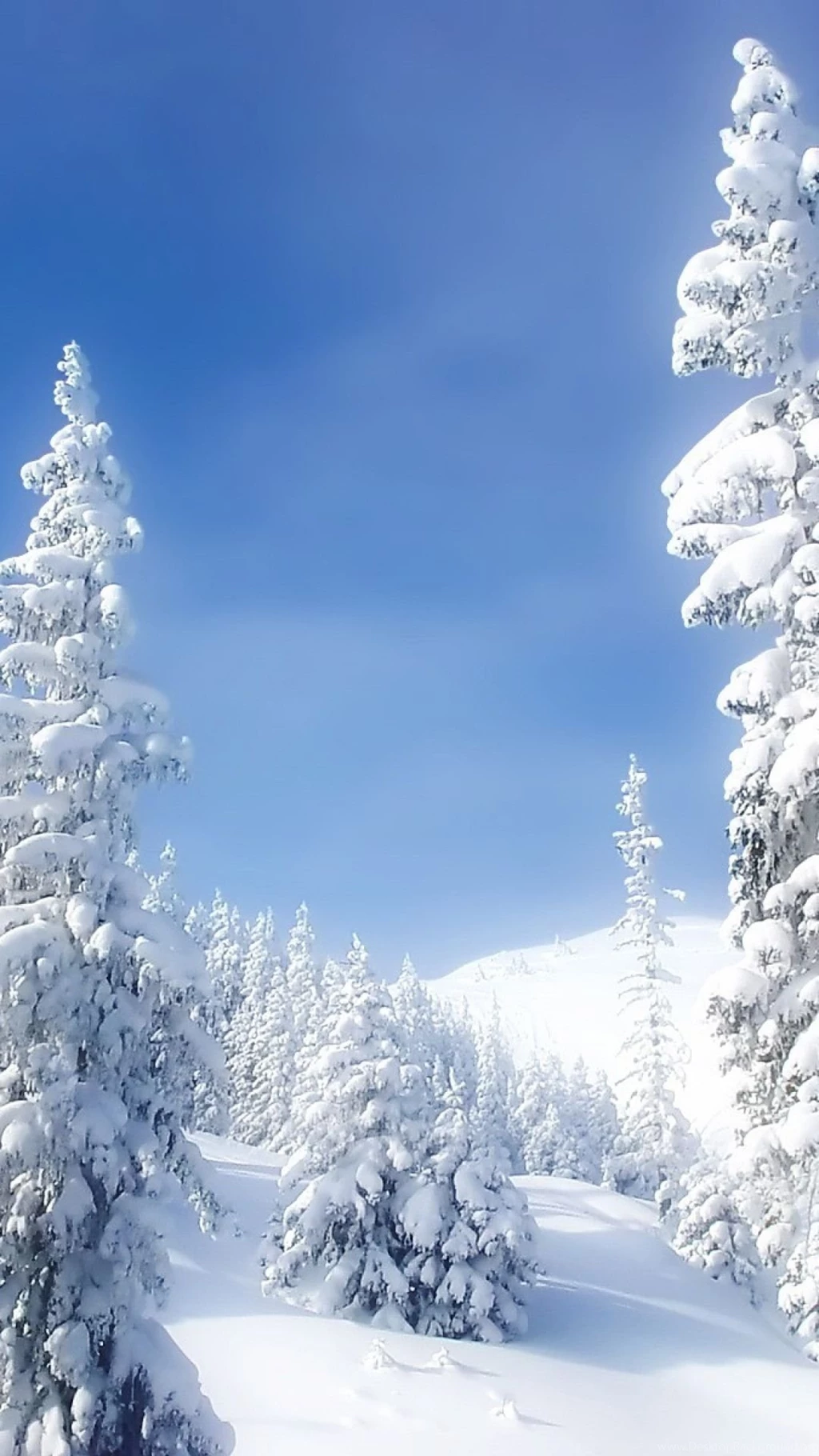 Download Wallpapers 1080x1920 Fir trees, Snow, Winter, Branches ...