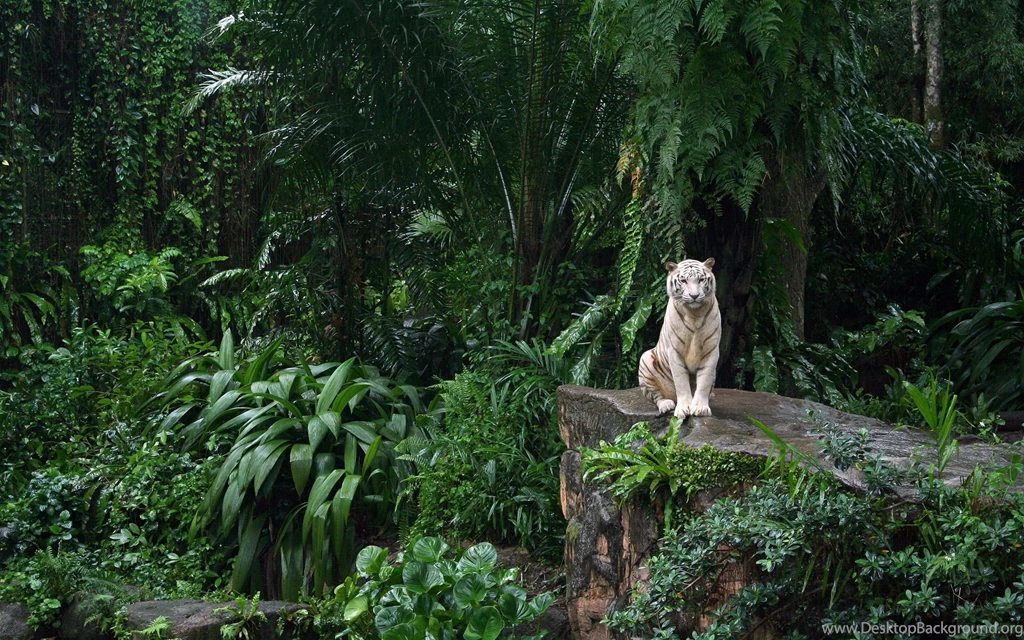 Jungle White Tiger HD Animal Wallpapers.jpg
