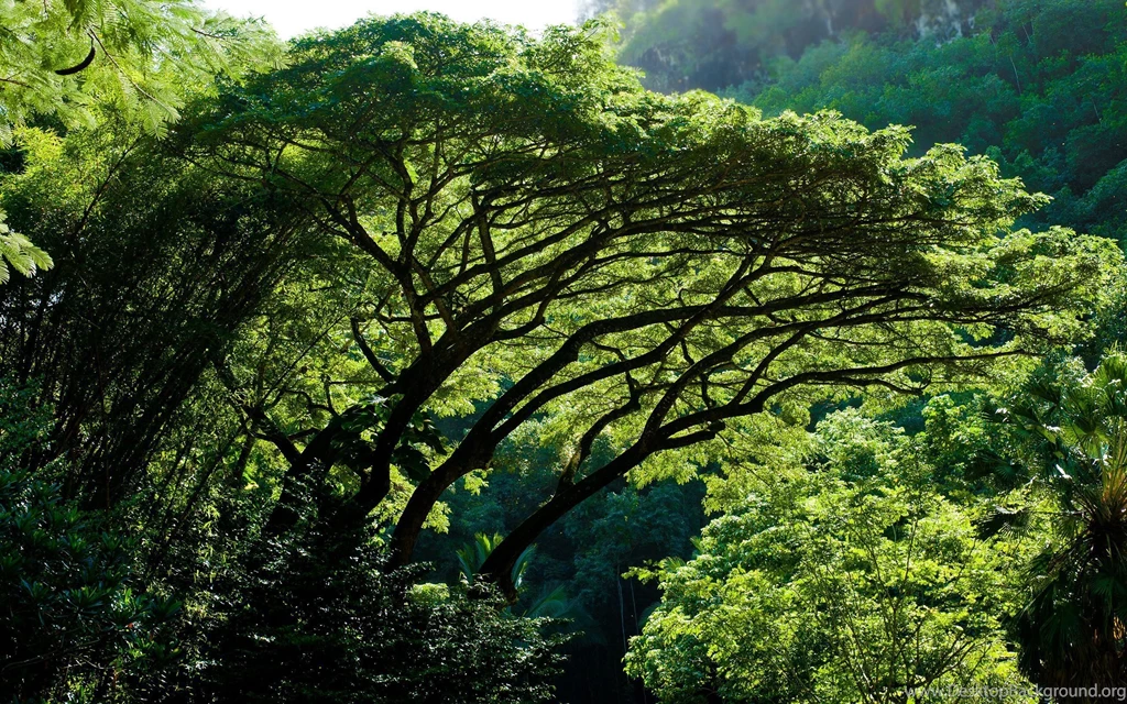 2560x1600 Impressive Jungle Desktop PC And Mac Wallpapers