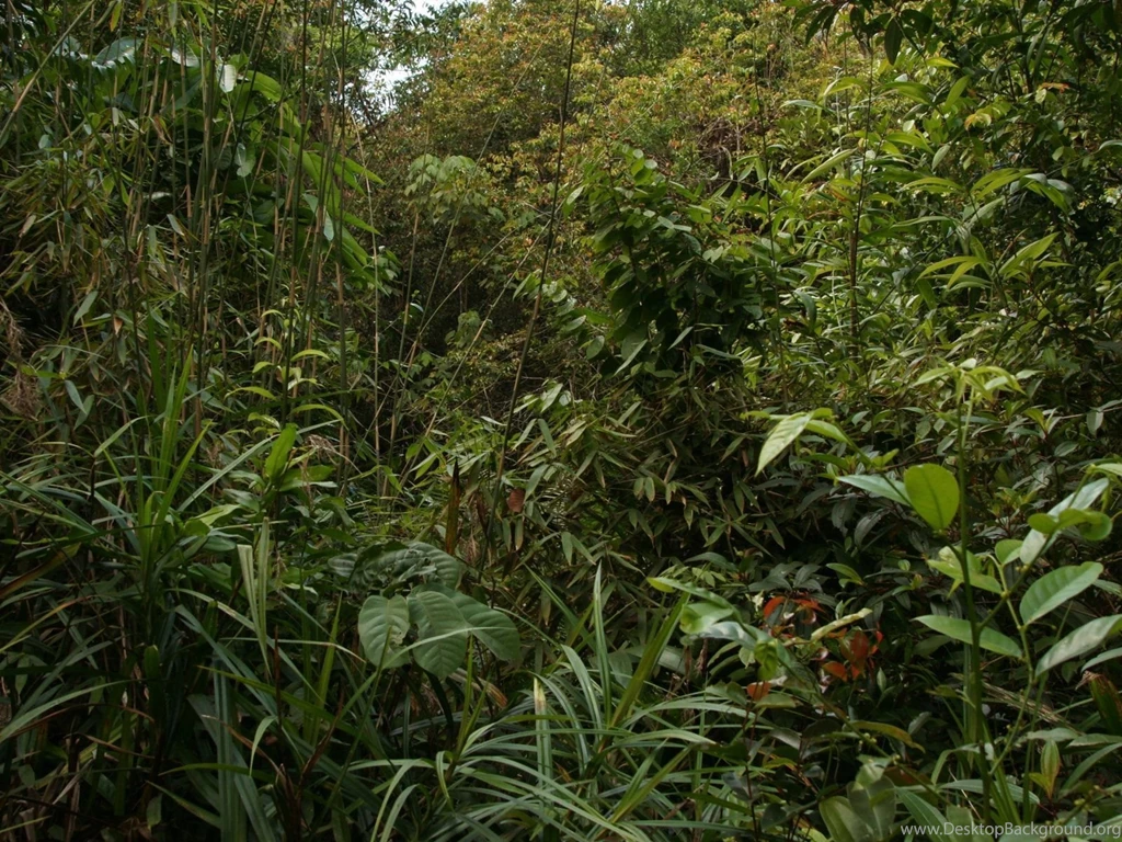 Jungle dsc02899 a2 wp.jpg