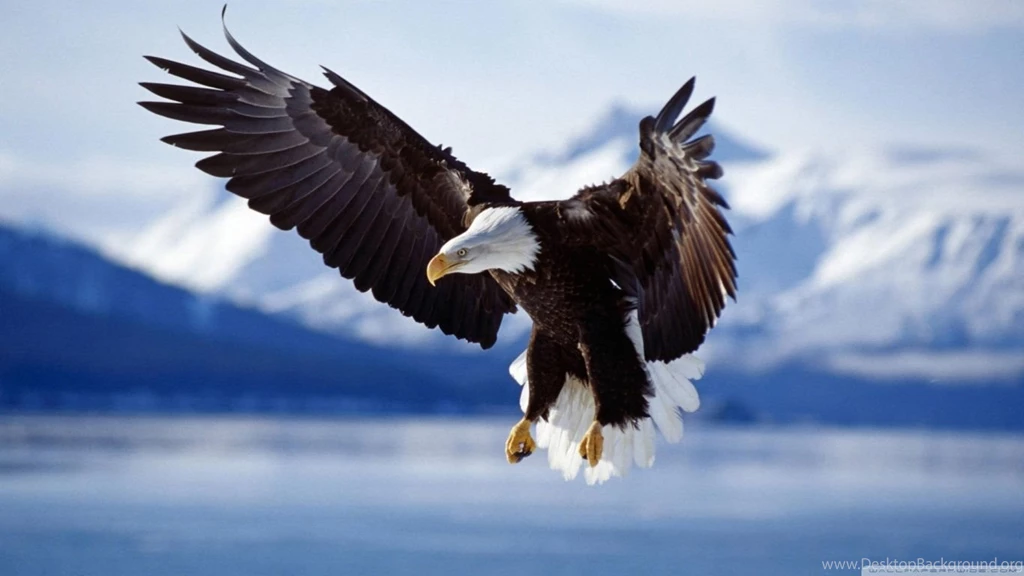 Bald Eagle HD Desktop Wallpapers : Widescreen : High Definition ...