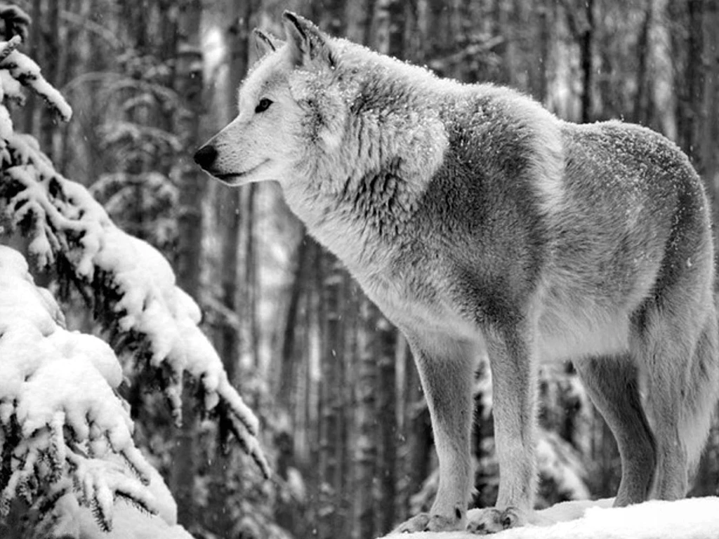 WOLF WALLPAPER (