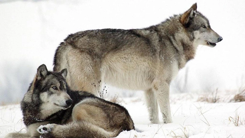 SNOW WOLVES WALLPAPER (